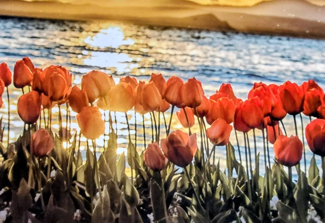 Tulipani in riva al Lago di Garda a Bardolino in primavera – Appartamento BedBardolino